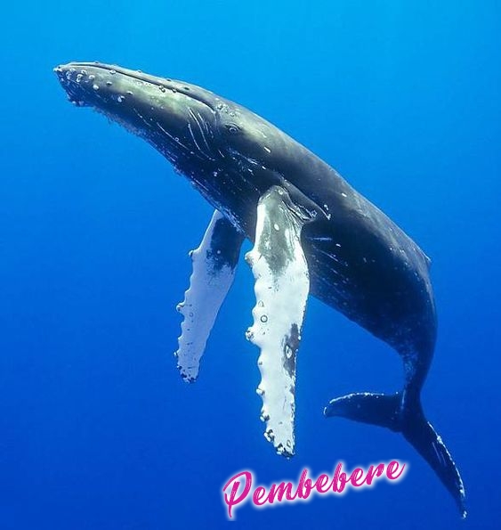 Balinalar - Hakkında Geniş Bilgi Pembebere.com