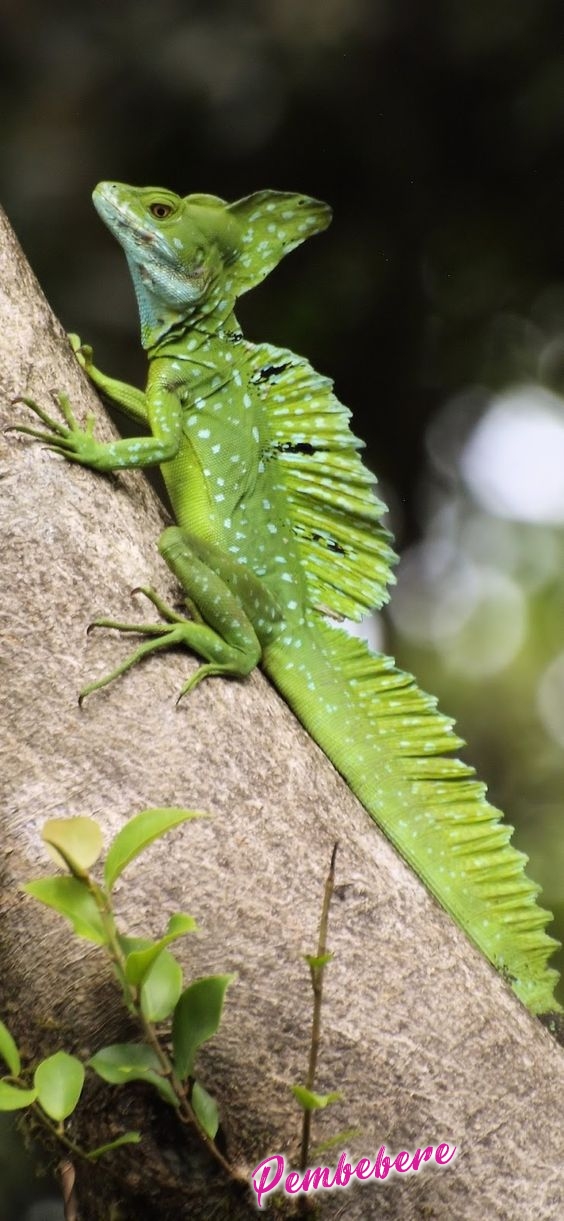 Garip görünümlü yeşil kertenkele (Basiliscus plumifrons) About Wild Animals: Weird looking green lizard (Basiliscus plumifrons)Üstü