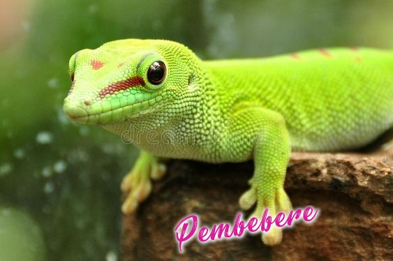 Büyük Madagaskar Gün Gecko`su - Pembebere.com
