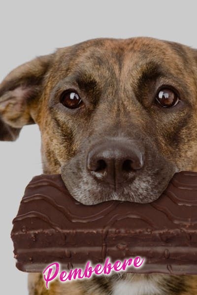 KöpekleR Çikolata Yerse Neden ÖlüR? - Hakkında Geniş Bilgi Pembebere.com