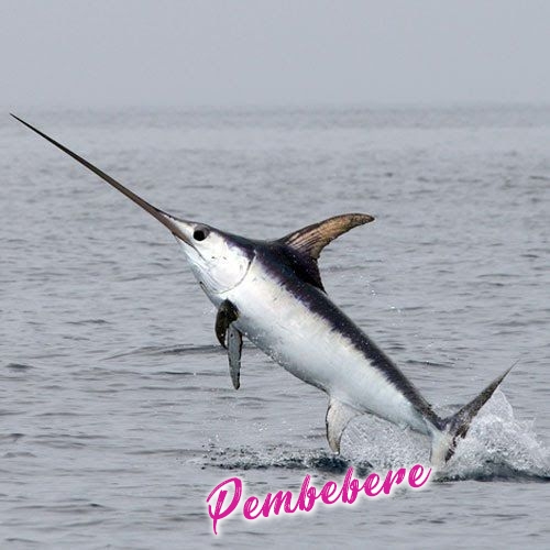 Kılıç Balığı - Hakkında Geniş Bilgi Pembebere.com