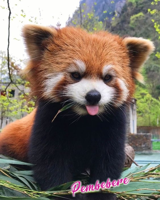 Kızıl Panda - Pembebere.com