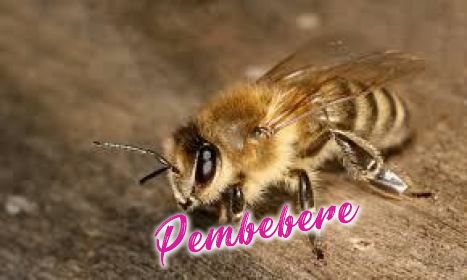 Arı Nasıl Bal Yapar - Hakkında Geniş Bilgi Pembebere.com
