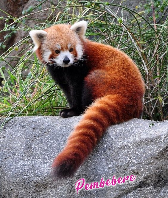 Kızıl Panda - Pembebere.com