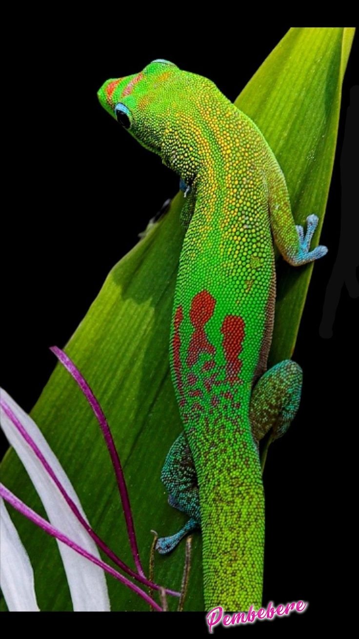 Büyük Madagaskar Gün Gecko`su - Pembebere.com