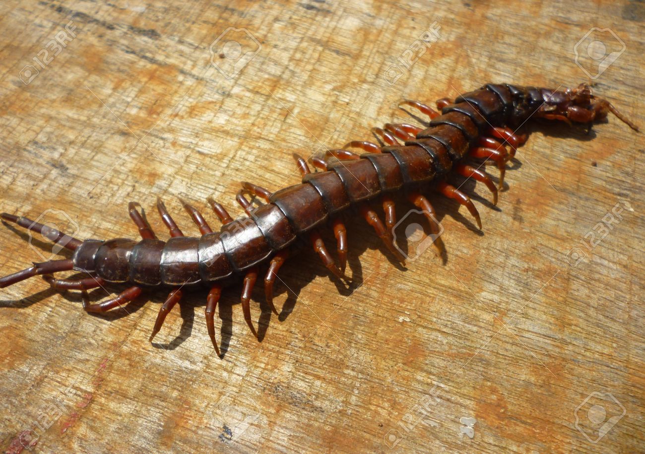 14517474-A-Giant-Centipede-an-Insect-Relative-Class-Chilopoda-Phylum--Stock-Photo.jpg