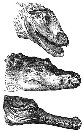 280px-Crocodylidae-drawing.jpg