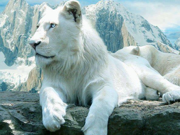 beyaz-aslan.jpg