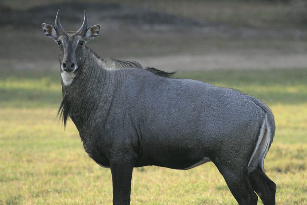 Male-Nilgai-Antelope.jpg