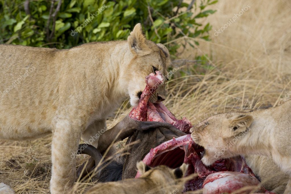 depositphotos_8509870-Lions-feed-on-wildebeest-carcass.jpg
